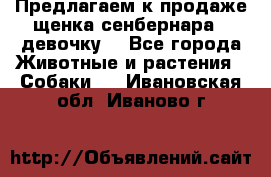 Предлагаем к продаже щенка сенбернара - девочку. - Все города Животные и растения » Собаки   . Ивановская обл.,Иваново г.